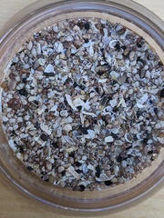 Bittiolum alternatum