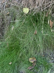 Isolepis cernua