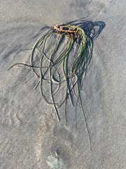 Phyllospadix torreyi