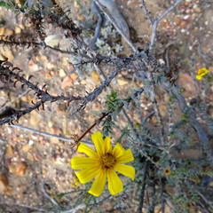 Osteospermum polygaloides polygaloides