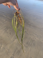 Phyllospadix torreyi