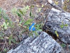 Commelina tuberosa