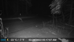 Lepus americanus