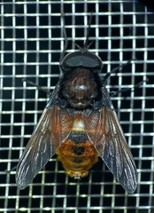 Fidena