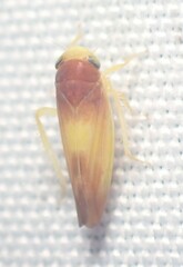 Colladonus setaceus