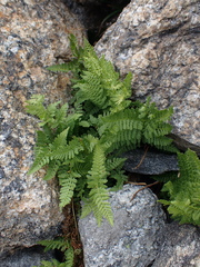 Athyrium americanum