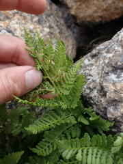 Athyrium americanum