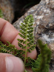 Athyrium americanum