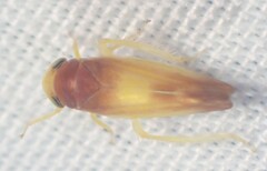 Colladonus setaceus