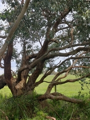 Eucalyptus viminalis pryoriana