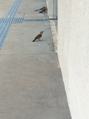 Colaptes campestris campestris