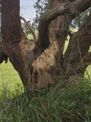 Eucalyptus viminalis pryoriana