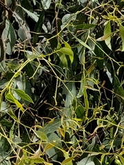 Eucalyptus viminalis pryoriana