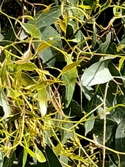 Eucalyptus viminalis pryoriana