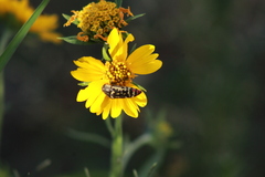 Acmaeodera disjuncta