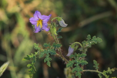 Solanum citrullifolium