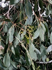 Eucalyptus viminalis pryoriana