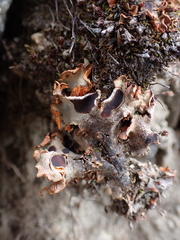 Solorina crocea