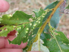 Neuroterus quercusverrucarum