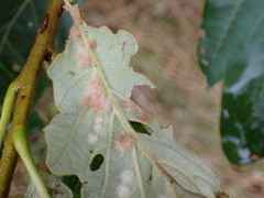 Neuroterus quercusverrucarum