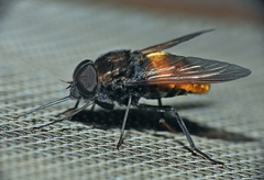 Fidena