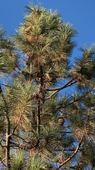 Pinus coulteri
