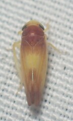 Colladonus setaceus