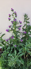 Echium plantagineum