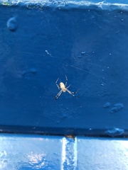 Nephilingis cruentata