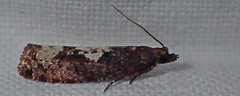 Epinotia trigonella