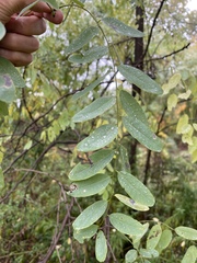 Robinia pseudoacacia