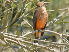 Pyrocephalus rubinus