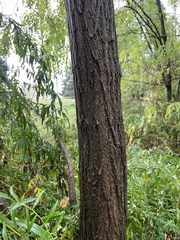 Robinia pseudoacacia