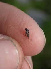 Simuliidae