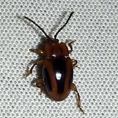 Aphorista vittata