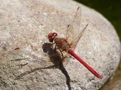 Sympetrum gilvum