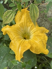 Cucurbita moschata