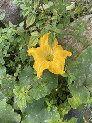 Cucurbita moschata
