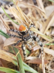 Phidippus kastoni