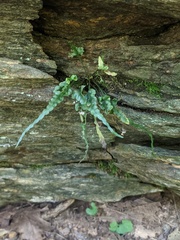 Asplenium pinnatifidum