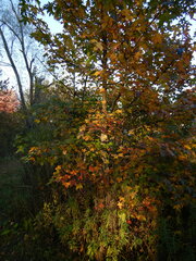 Liquidambar styraciflua