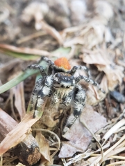 Phidippus kastoni