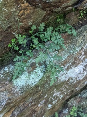 Asplenium montanum