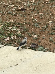 Fluvicola nengeta
