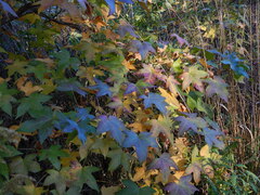 Liquidambar styraciflua