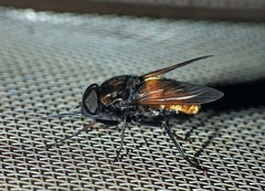 Fidena