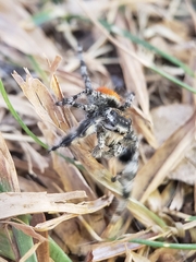 Phidippus kastoni