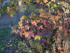 Liquidambar styraciflua