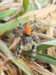 Phidippus kastoni