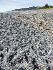 Charadrius bicinctus bicinctus